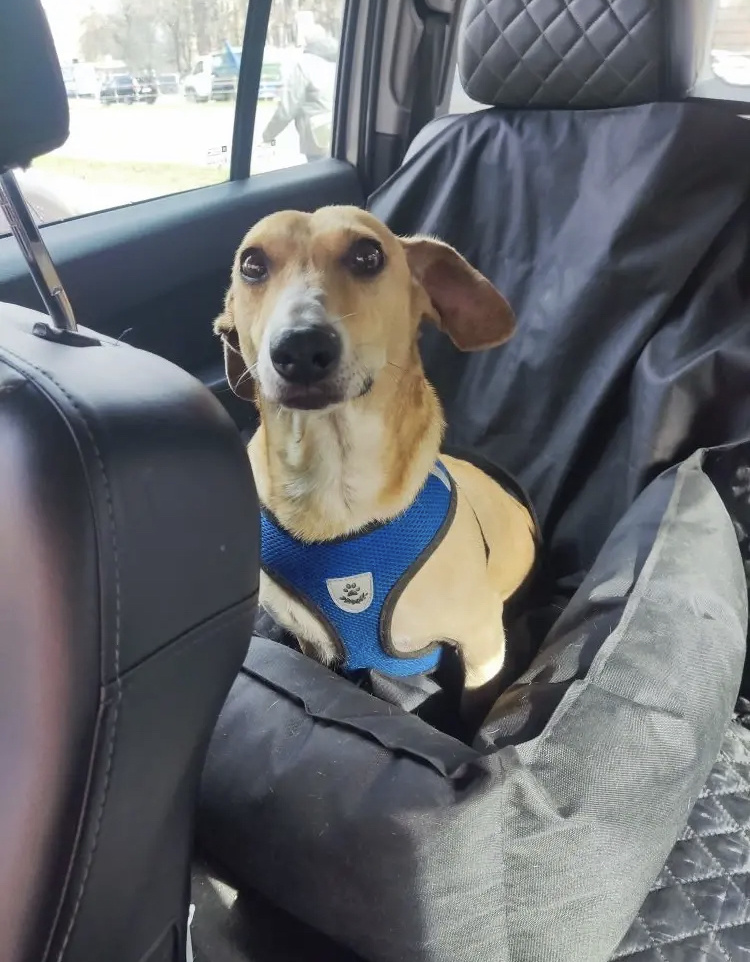 Бонечка едет на реабилитацию ❤️‍🩹