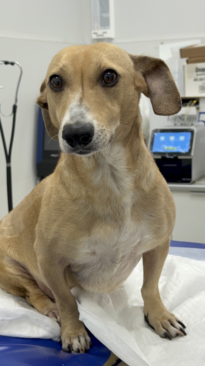 Бонечка в стационаре ❤️‍🩹