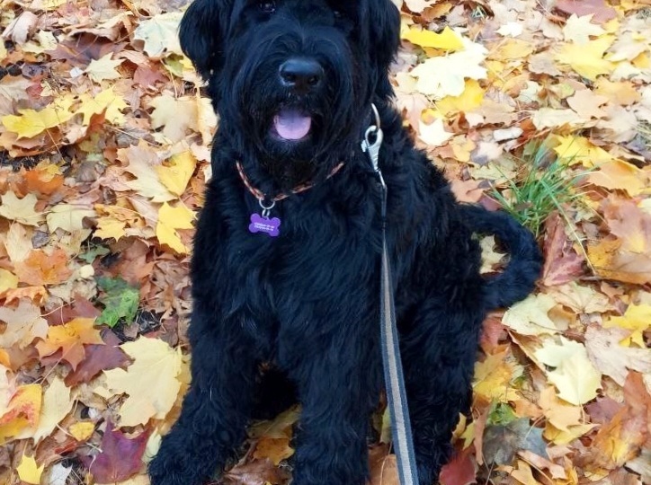 Сука ризена Рина - нужны хорошие руки