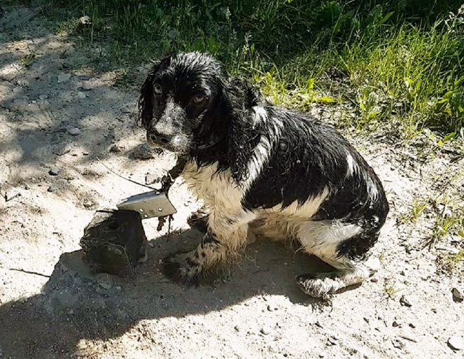 Девушка ехала домой и заметила мокрого пса, когда она увидела, что у него на шее, то сердце сжалось