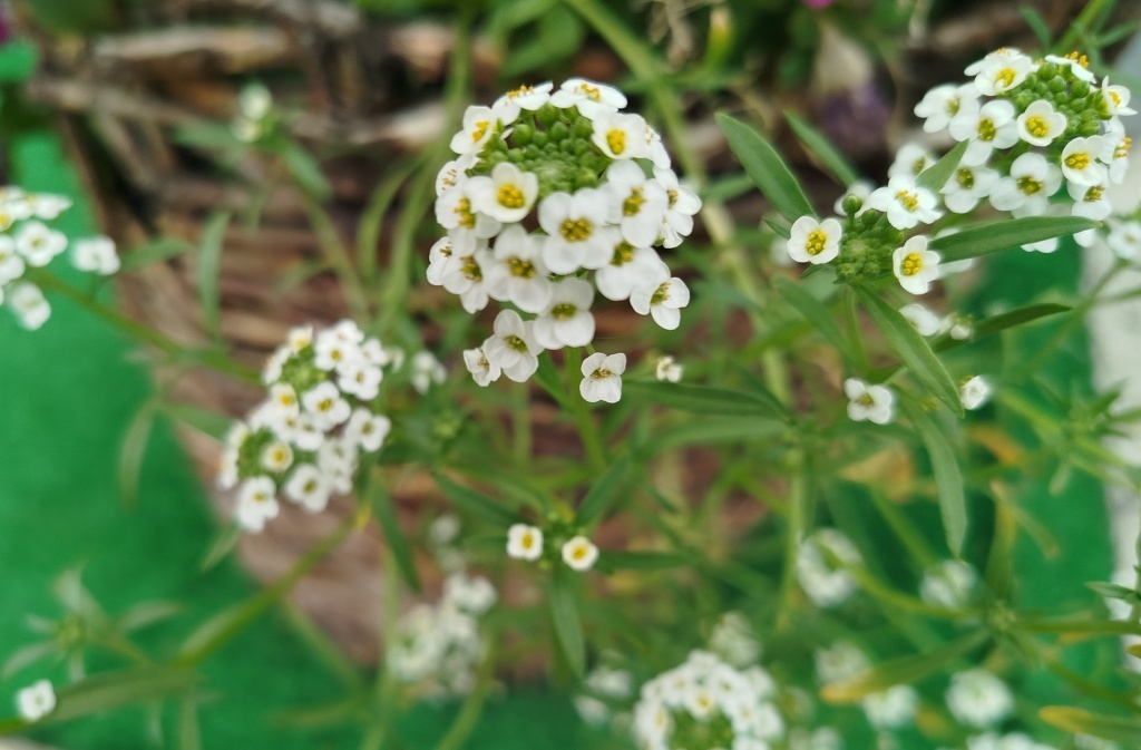  Алиссум Снежные Одежды