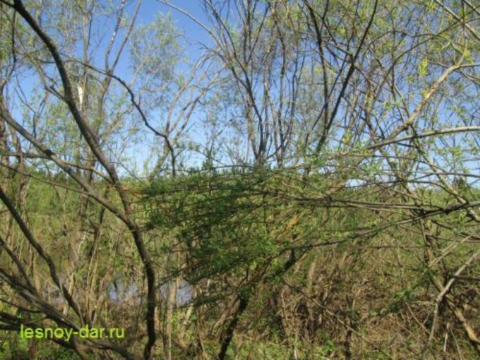 Заросли ивы трёхтычинковой (фото с блога "Лесная кладовая")