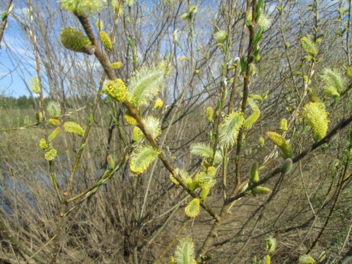 Начало цветения ивы трёхтычинковой - середина мая (фото из архива автора)
