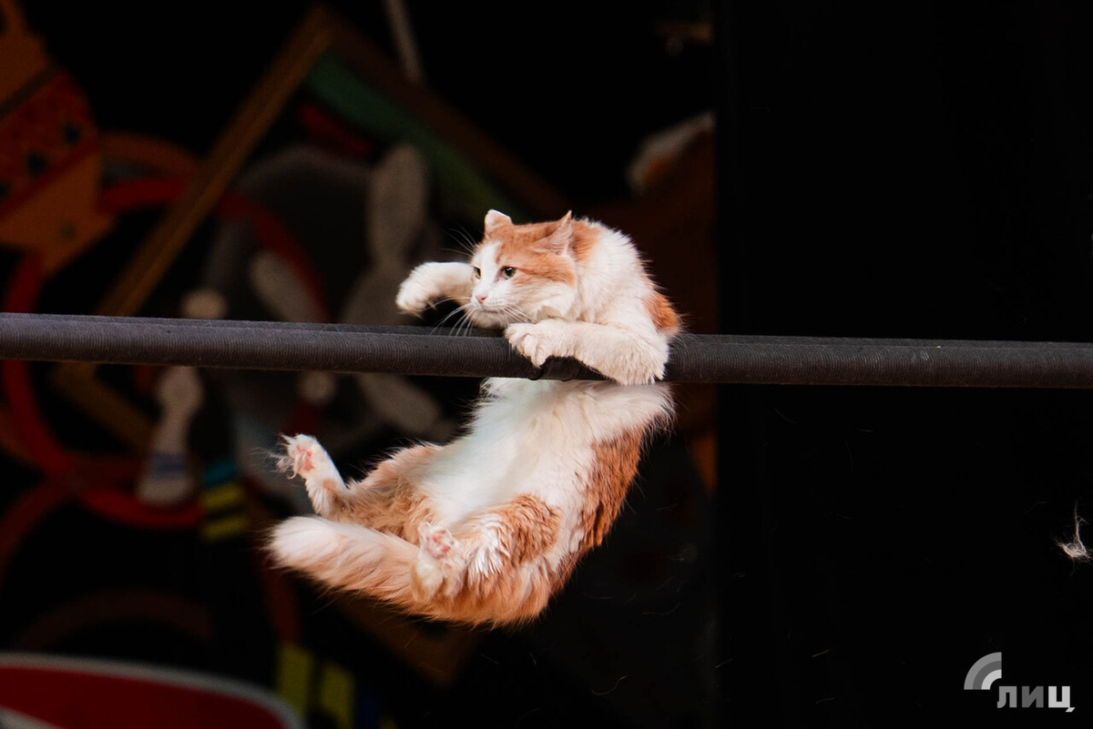    Фото: Луганский Информационный Центр/Полина Чибрик