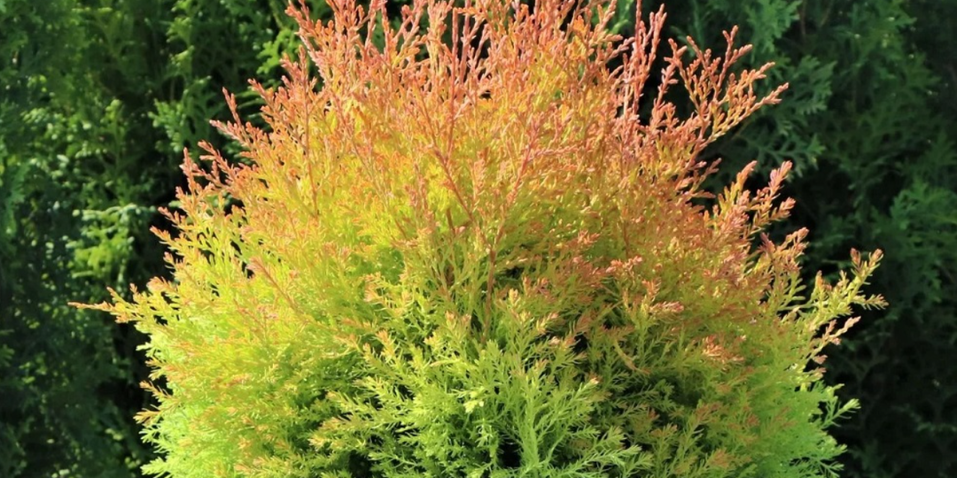 Маленький "пожарник" для любимого сада