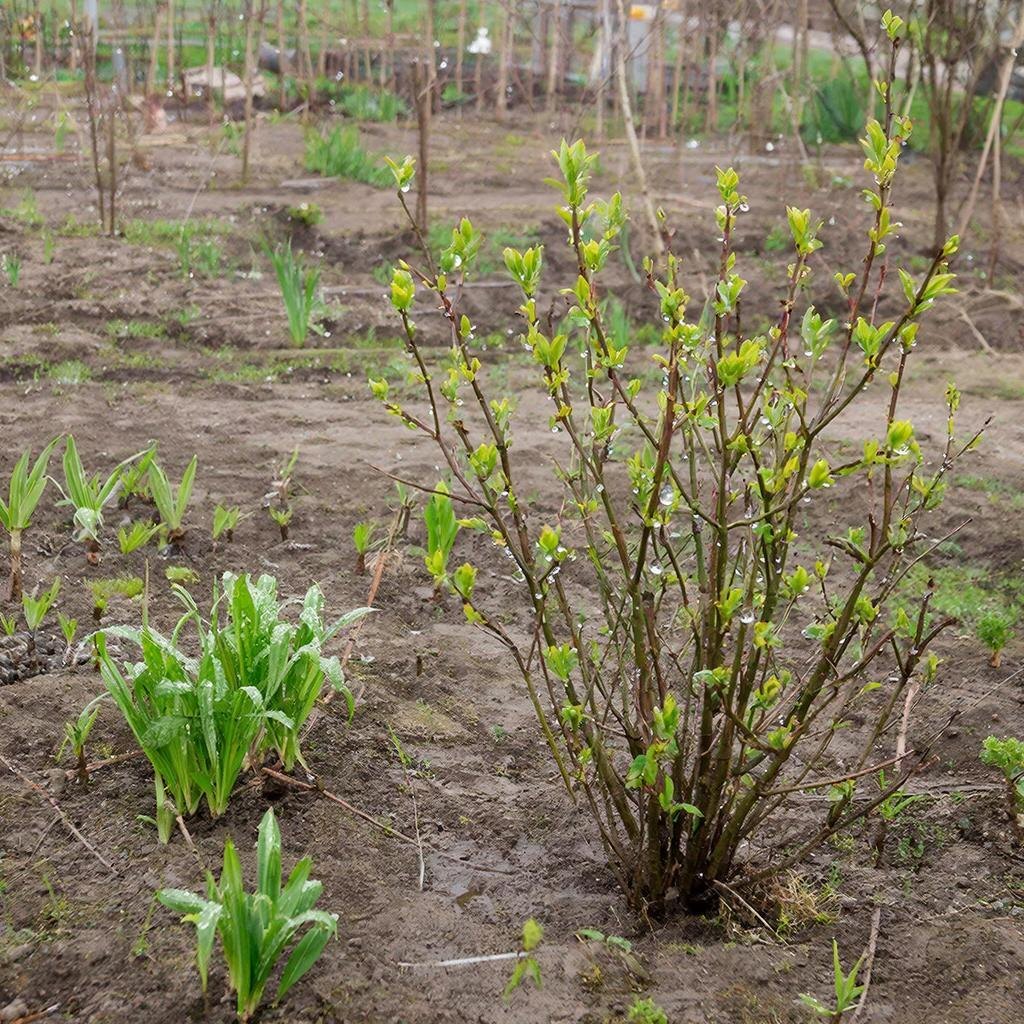 Опрыскивание растений "стимулятором" перед похолоданием — простая профилактика стресса.