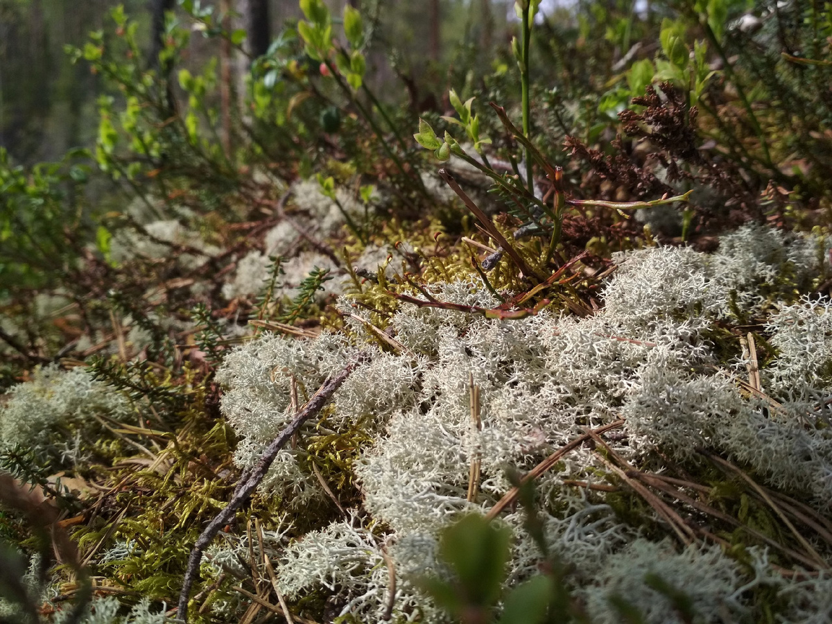 Фото - авторское право #di_vito