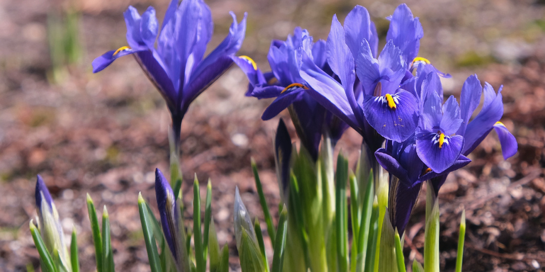 Садовый дневник: первый дождь и его последствия