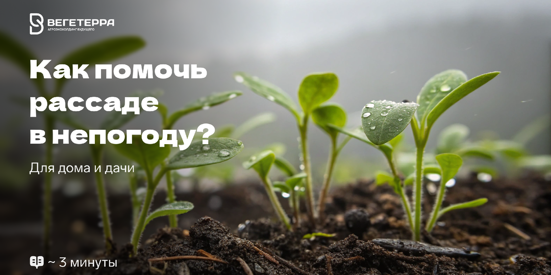Что делать с рассадой в пасмурную неделю: свет, полив, температура по шагам?