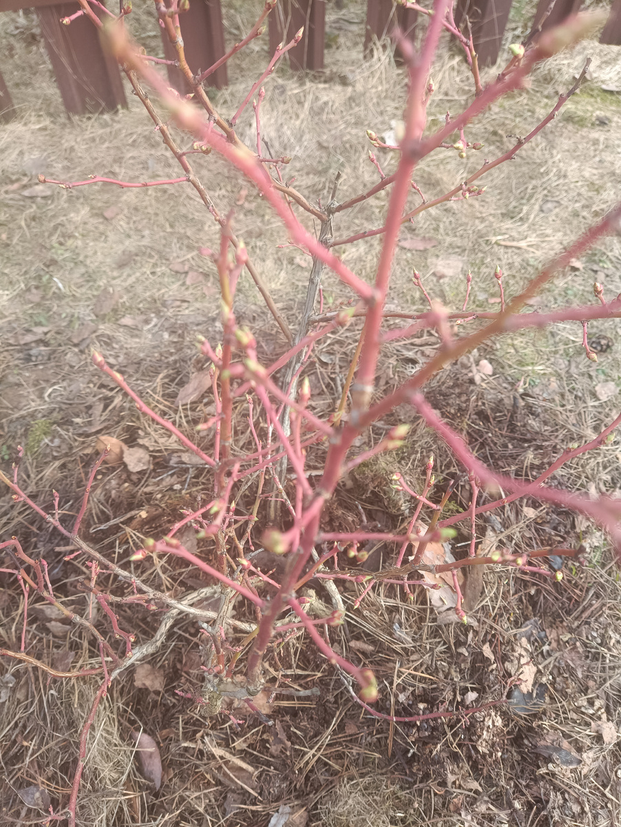 Голубика ранней весной