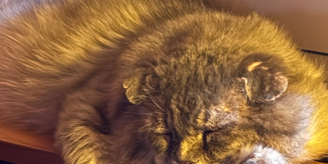 Ищите Филю! или Когда Филя услышал прогноз погоды на неделю