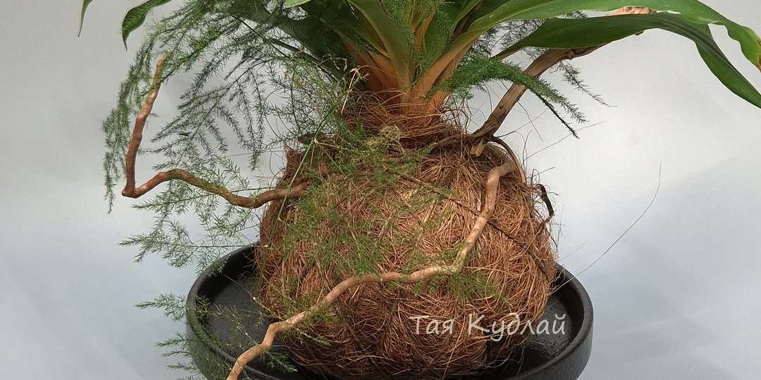 Фитообъект дизайна интерьера: когда биология становится искусством в интерьере