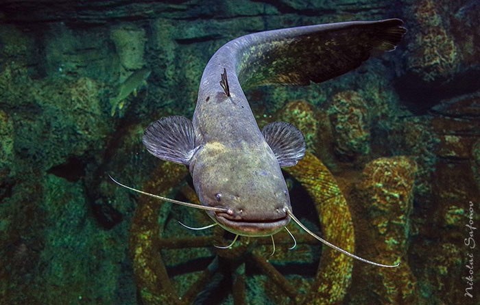 Сом обыкновенный, он же европейский