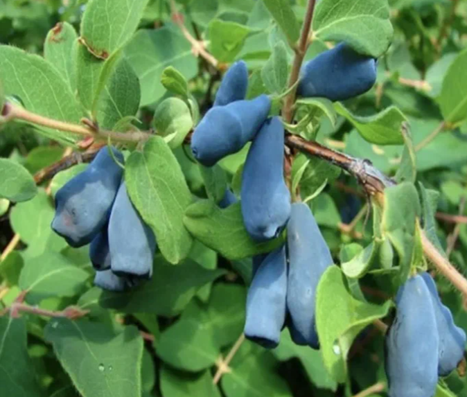 Фото взято с простора интернета.