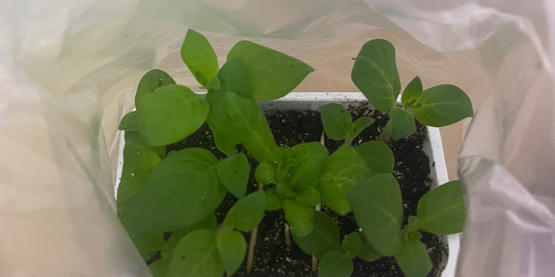 Дневник садовода: первая неделя апреля. Показываю рассаду без прикрас