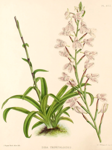 Фото Музей естественной истории (Лондон), голландская коллекция рисунков южноафриканских растений