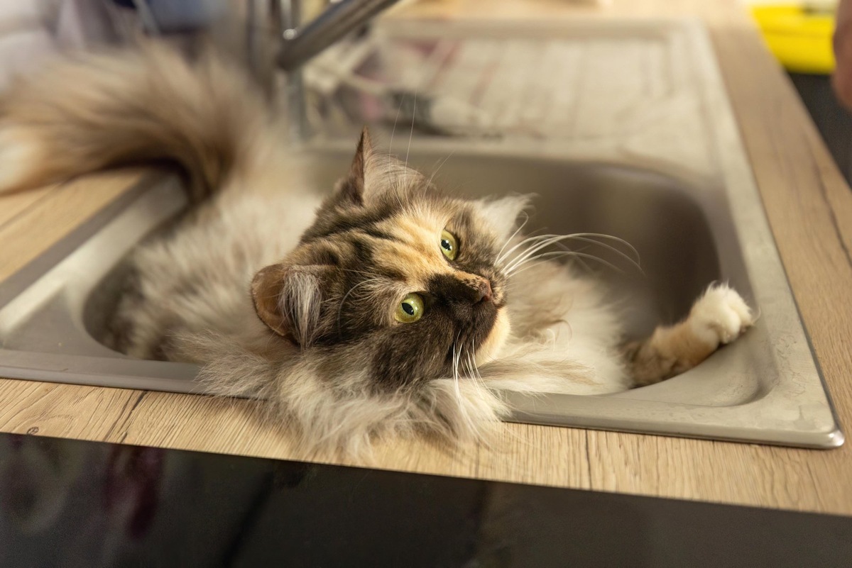    Алопеция у кошки может начаться из-за стресса, аллергии или кожных заболеваний