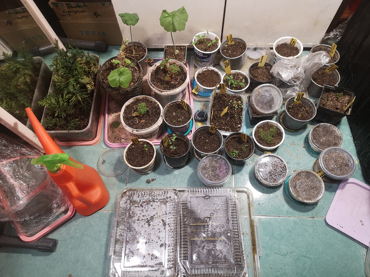 Потом это все нужно будет распикировать