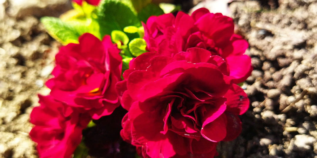 Горный пейзаж и цветы.