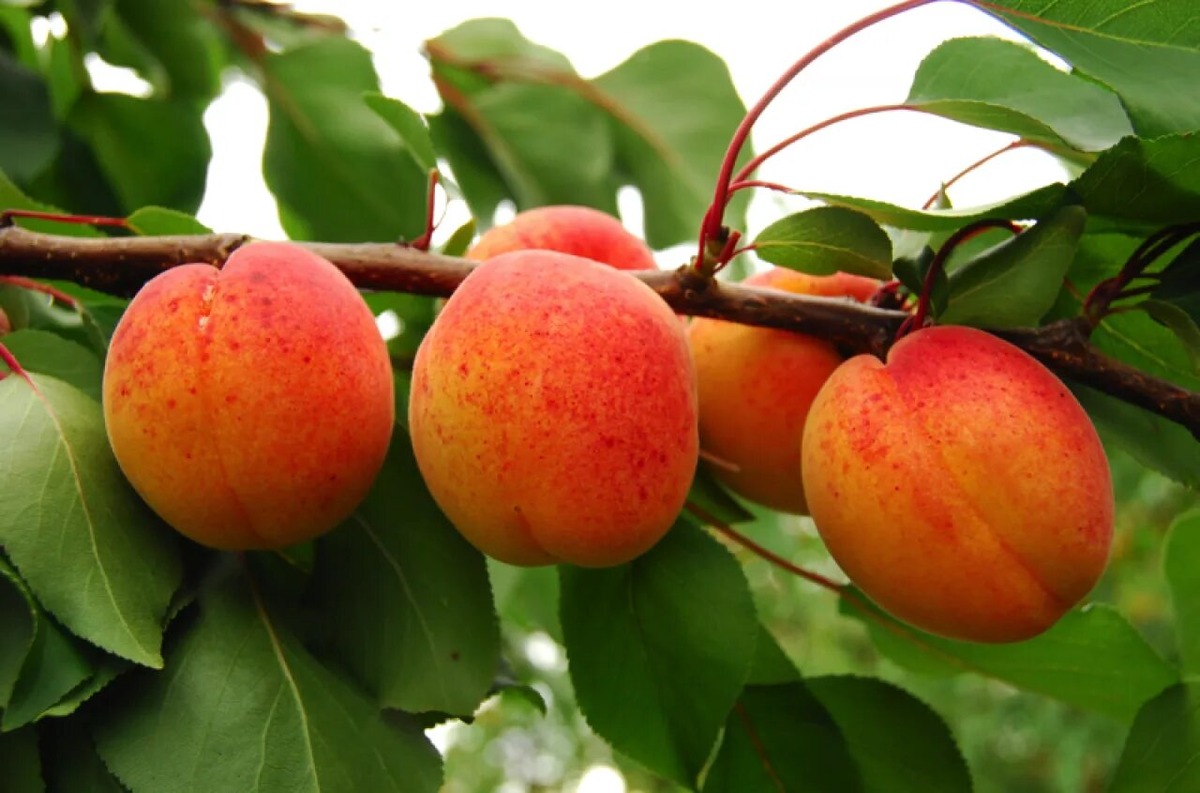 Фотография из интернета