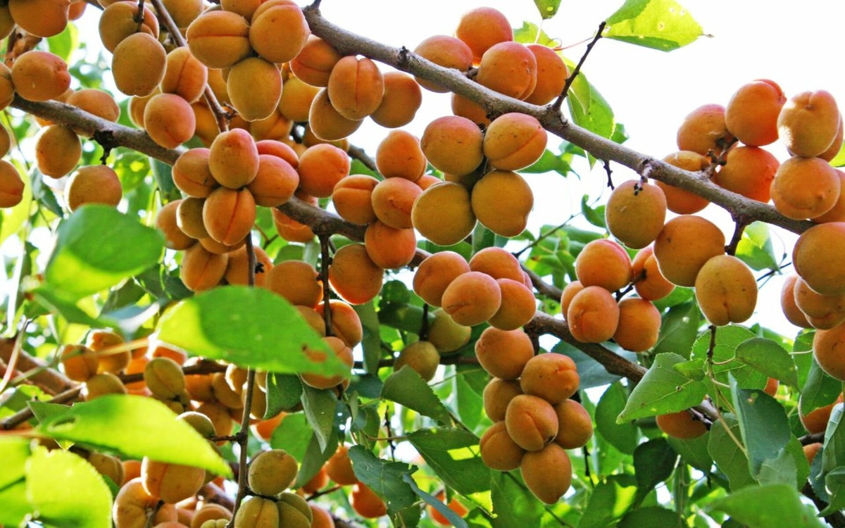 Фотография из интернета