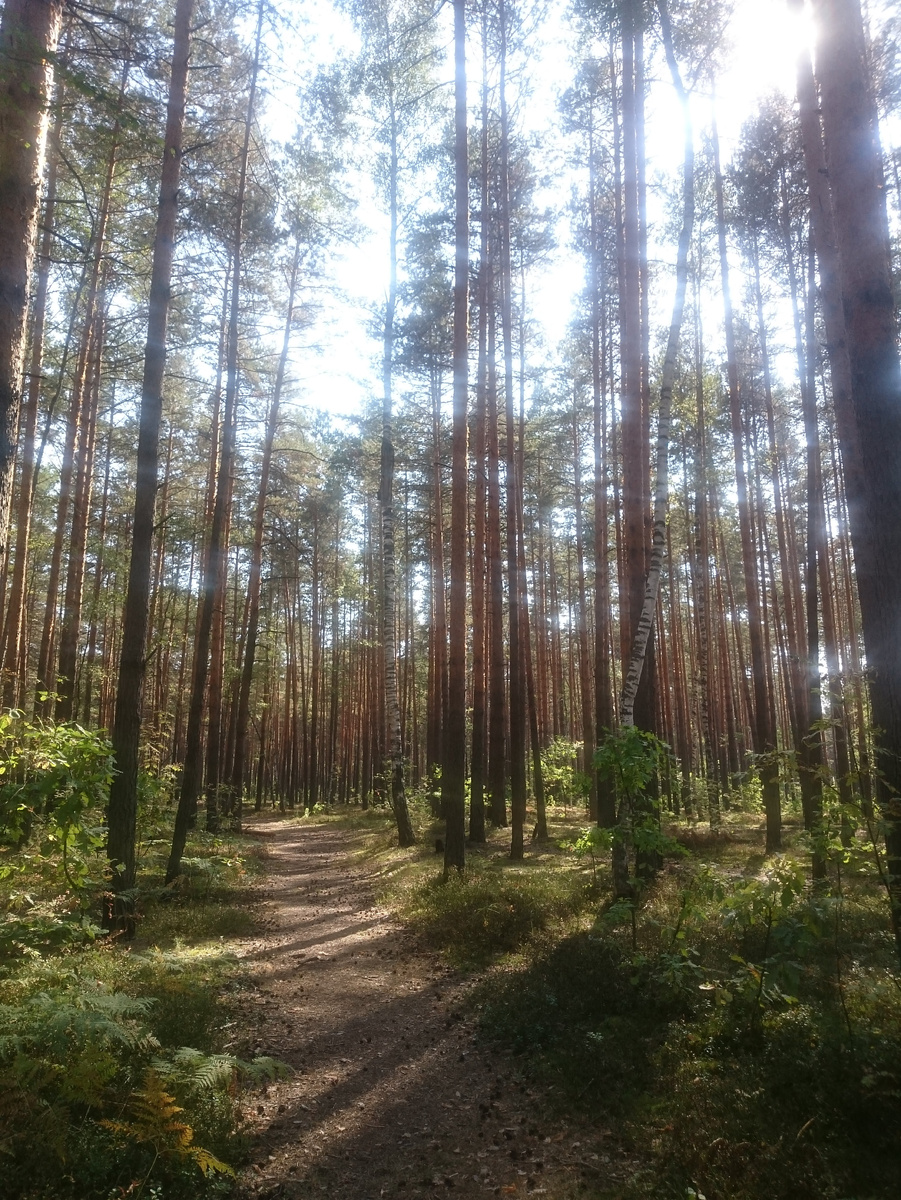 Сосновый лес прямо у больницы.