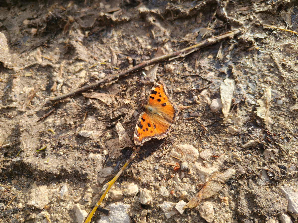Фото автора. Многоцветница черно-рыжая - не путать с Крапивницей.