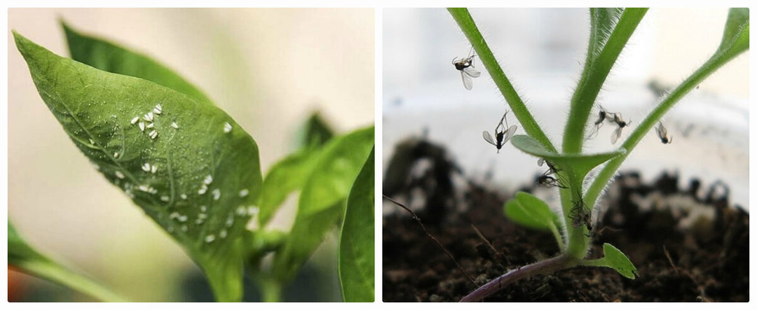 МОШКИ НА РАССАДЕ — НЕ ПРИГОВОР: ДЕЙСТВЕННЫЕ СПОСОБЫ ЗАЩИТЫ ОТ ВРЕДИТЕЛЕЙ