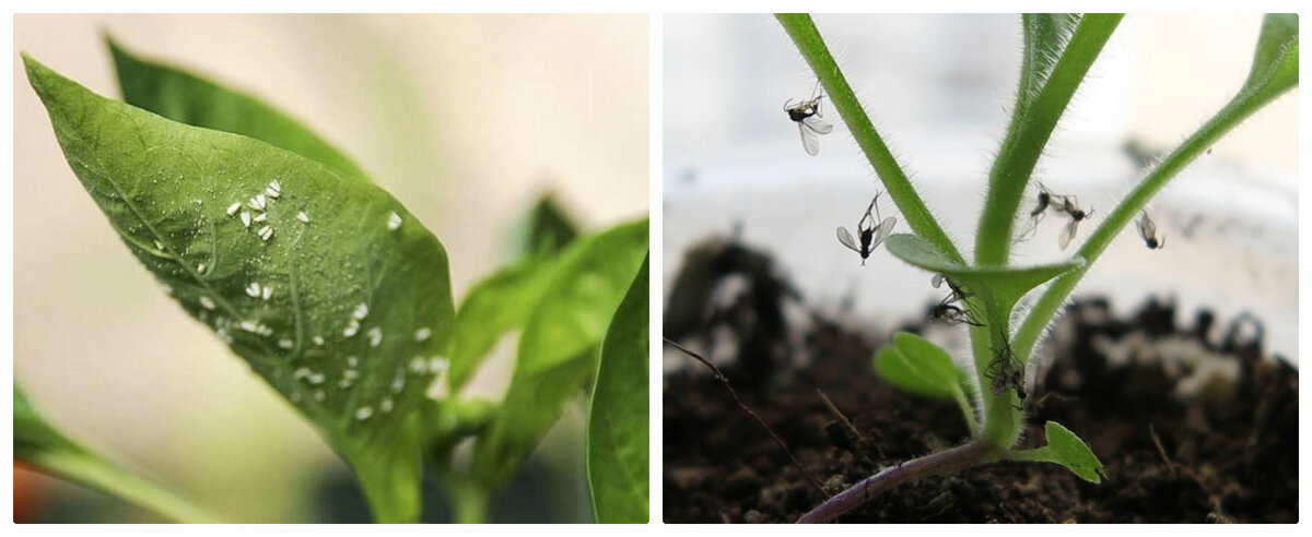 МОШКИ НА РАССАДЕ — НЕ ПРИГОВОР: ДЕЙСТВЕННЫЕ СПОСОБЫ ЗАЩИТЫ ОТ ВРЕДИТЕЛЕЙ