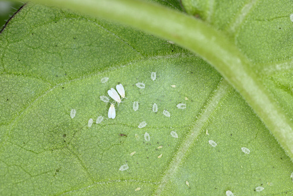 Какие мошки могут поселиться в рассаде?Белокрылка.