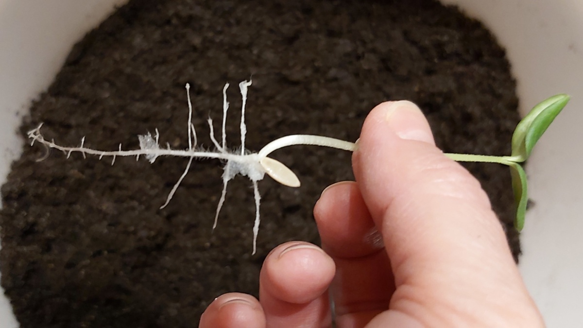 Фото автора. Крепкая рассада начинается с правильной заботы