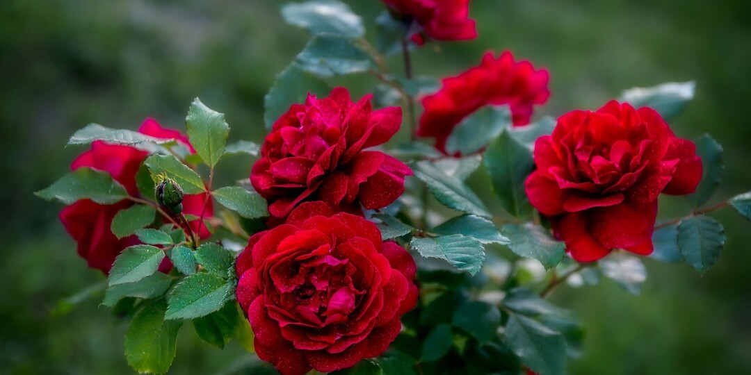 РОЗЫ КАК НА КАРТИНКЕ: СЕКРЕТ ПЫШНОГО ЦВЕТЕНИЯ — ПРАВИЛЬНАЯ ВЕСЕННЯЯ ОБРАБОТКА