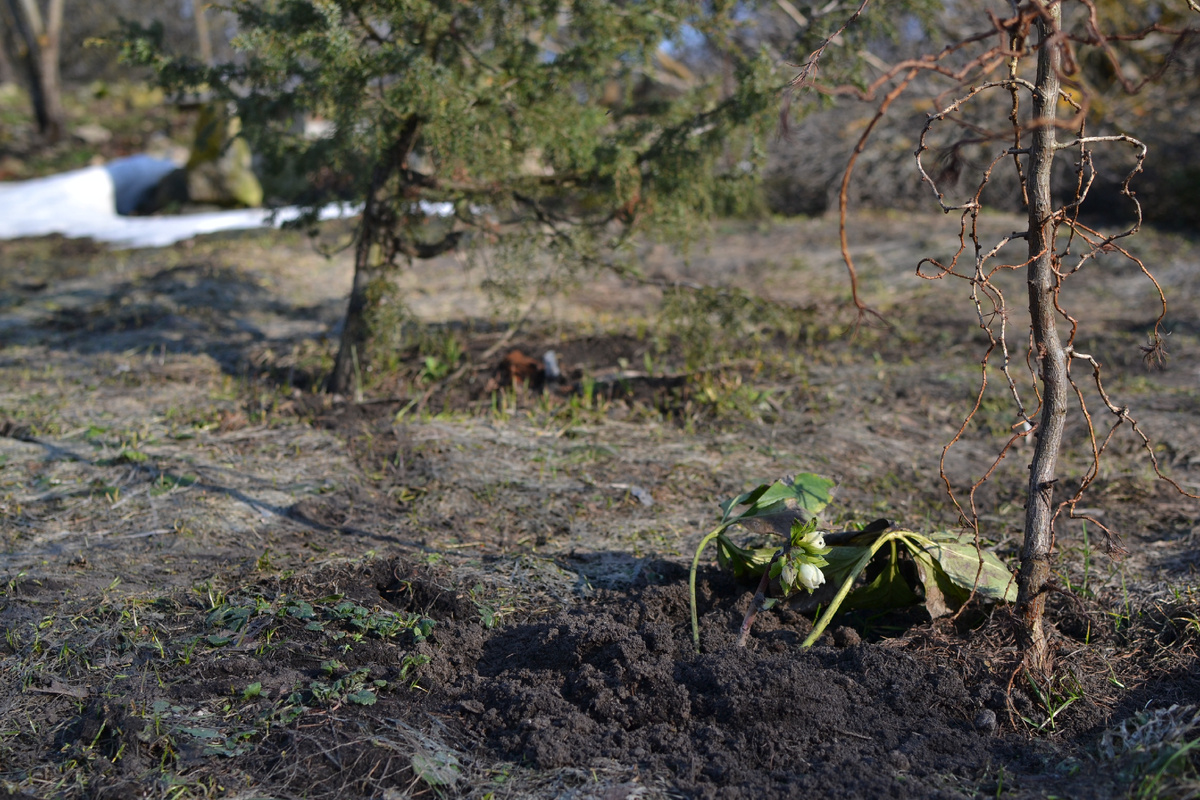 В моем саду