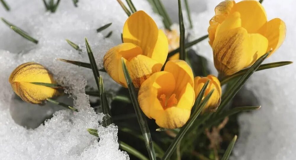 ВОЗВРАТНЫЕ ЗАМОРОЗКИ ВЕСНОЙ: ОПАСНЫЕ ТЕМПЕРАТУРЫ ДЛЯ РОЗ, ГОРТЕНЗИЙ, ЧЕСНОКА И ДРУГИХ РАСТЕНИЙ + ПРОВЕРЕННЫЕ СПОСОБЫ ЗАЩИТЫ