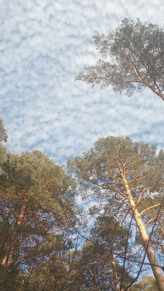 В весеннем небе