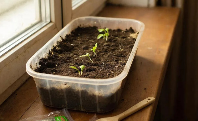 Перестала сеять многолетники в марте — и рассада выросла в 2 раза крепче