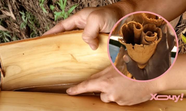 Коричное дерево: Сладкое сокровище с берегов Цейлона