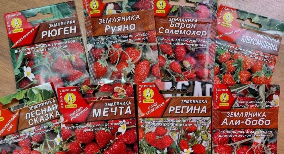 Посадка садовой земляники на рассаду.