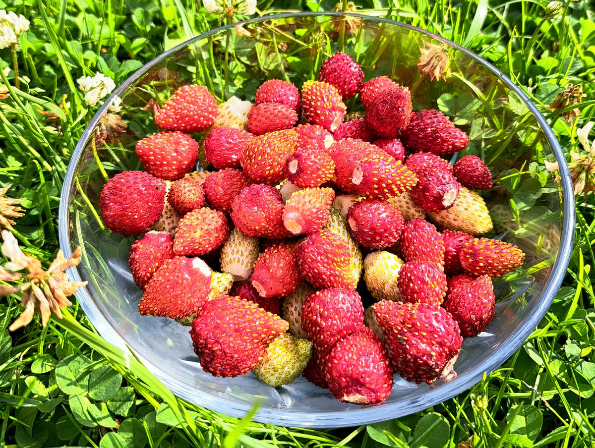 Садовая земляника