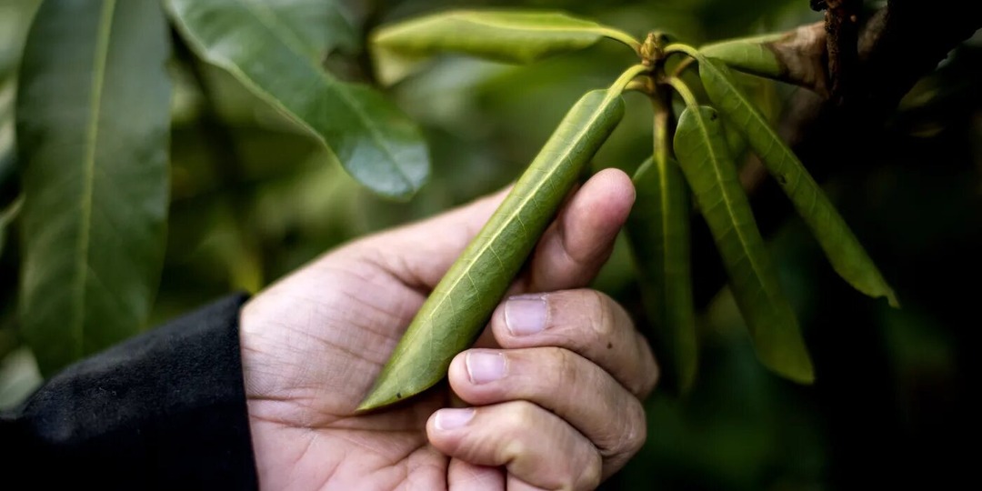Болезни рододендронов: почему скручиваются листья и что делать с хлорозом