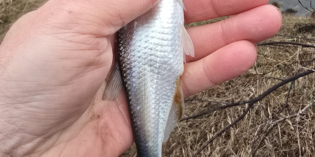 Весенняя уклейка: когда и как начинать ловить.