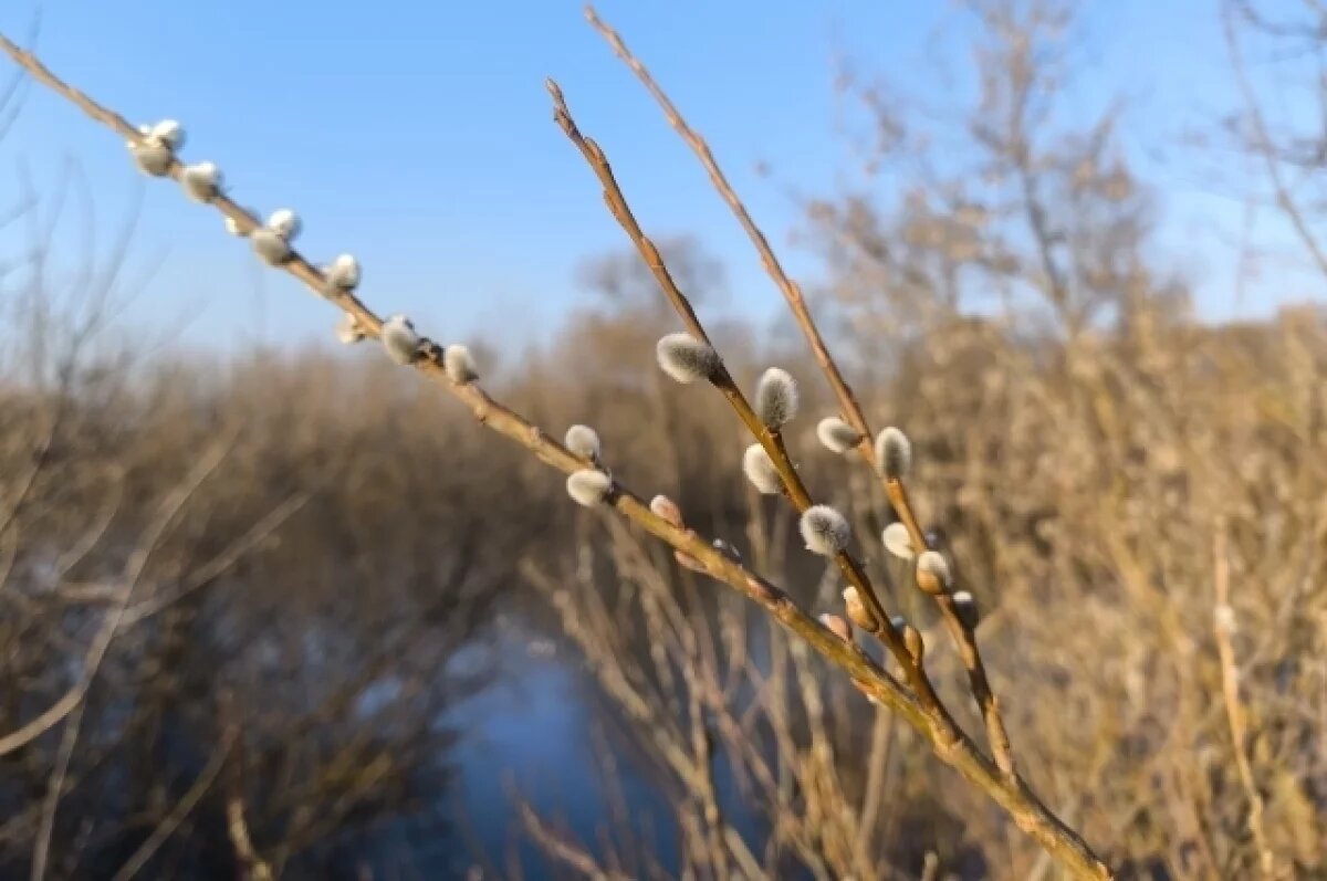    6 апреля православные отмечают Великий понедельник Страстной недели