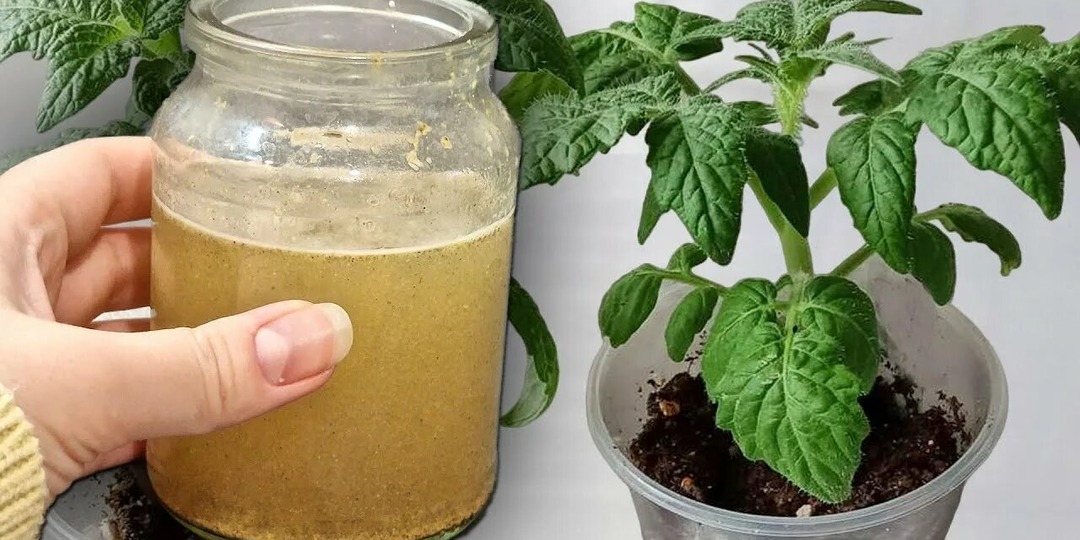 3-4 часа и рассада томатов здорова: природная бражка для подкормки помидороа