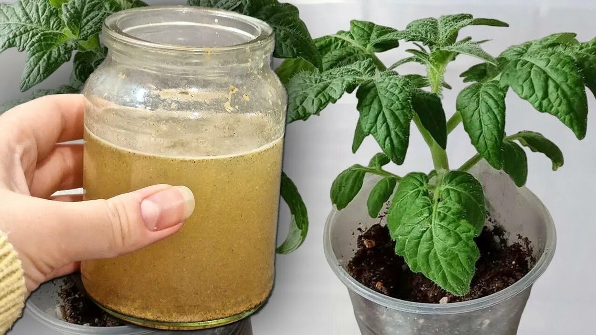 Подкормка рассады