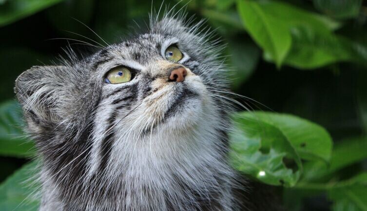    Улыбка манула. Часть 1. С кем дружат палласовы коты? Фото: по лицензии CC0 Pxhere.com
