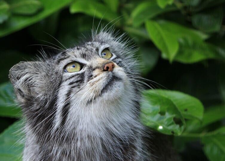 Улыбка манула. Часть 1. С кем дружат палласовы коты?