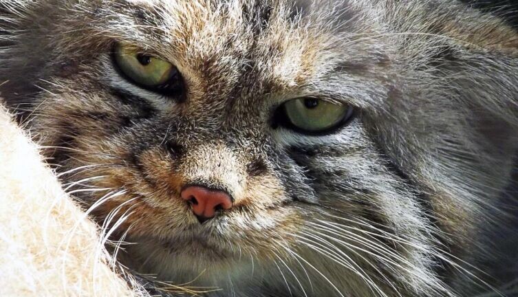    Улыбка манула. Часть 2. Как проявляется стратегическое партнерство? Фото: по лицензии CC0 Pxhere.com