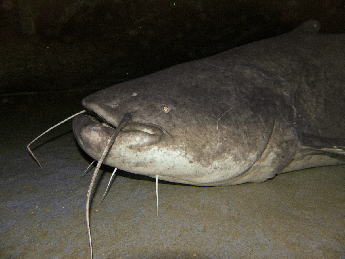 Фотография: berniedup, CC BY-SA 2.0