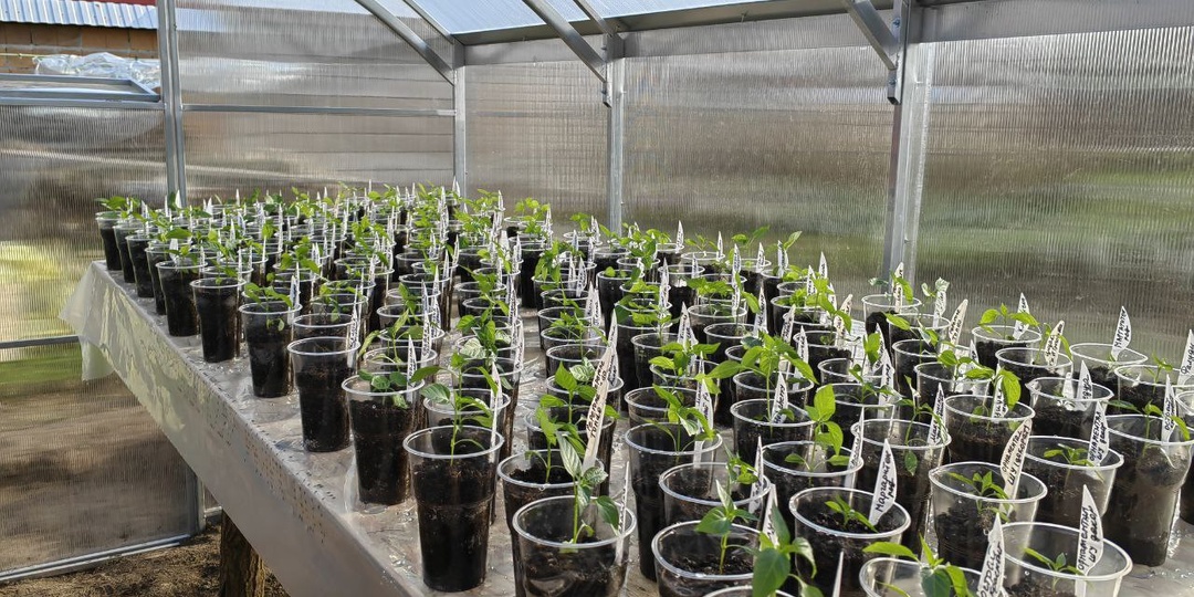 Чем подкормить рассаду в апреле.