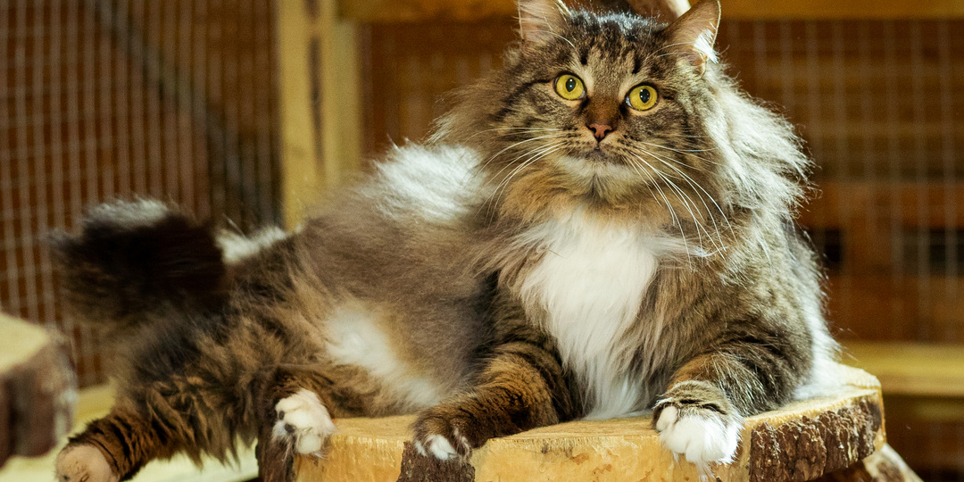 Ласковый бывшедомашний котейка в поисках дома!